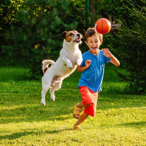 Boy playing with a ball in a field as a Jack Russell terrier jumps up to get the ball before the boy does.