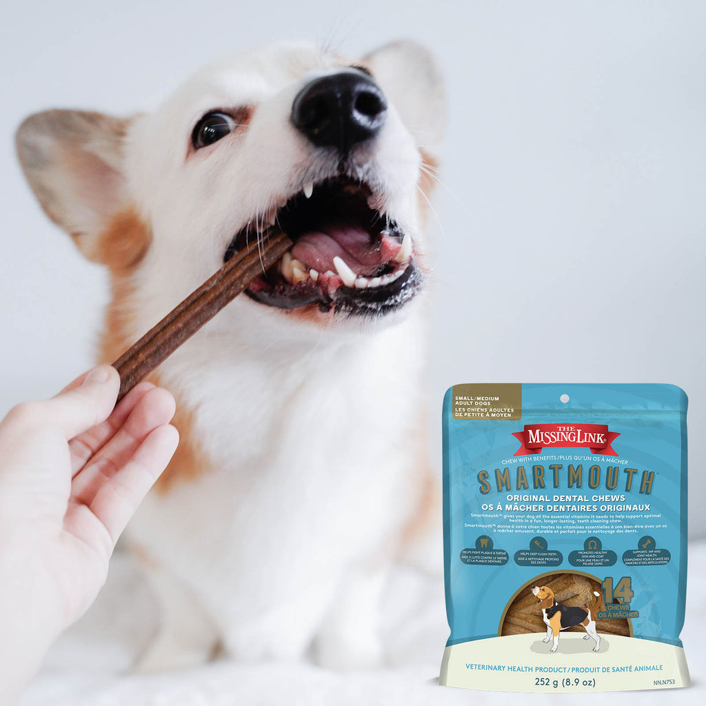 Man feeding his dog a small / medium sized Smartmouth Dental Chew.