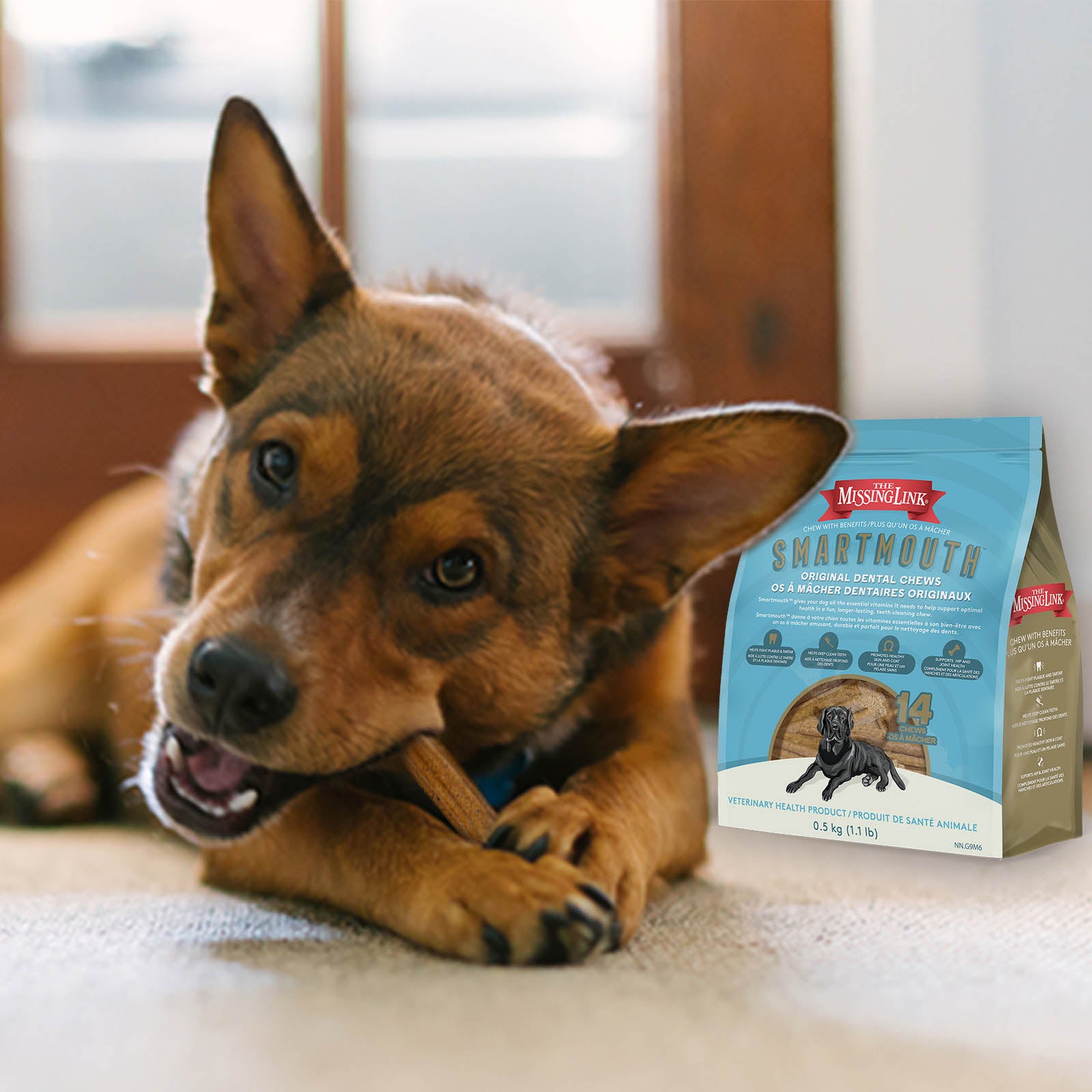 Dog eating a Smartmouth dental stick on the living room carpet.