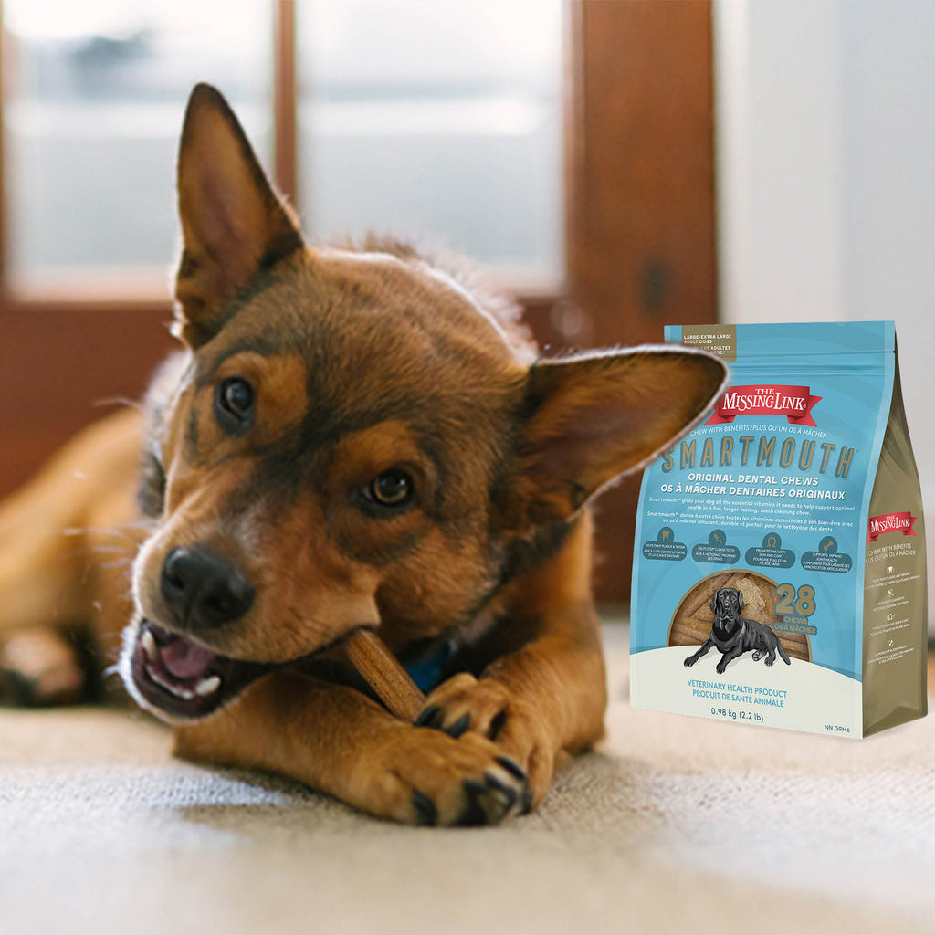 Dog laying on a living room rug enjoying a Smartmouth dental chew.