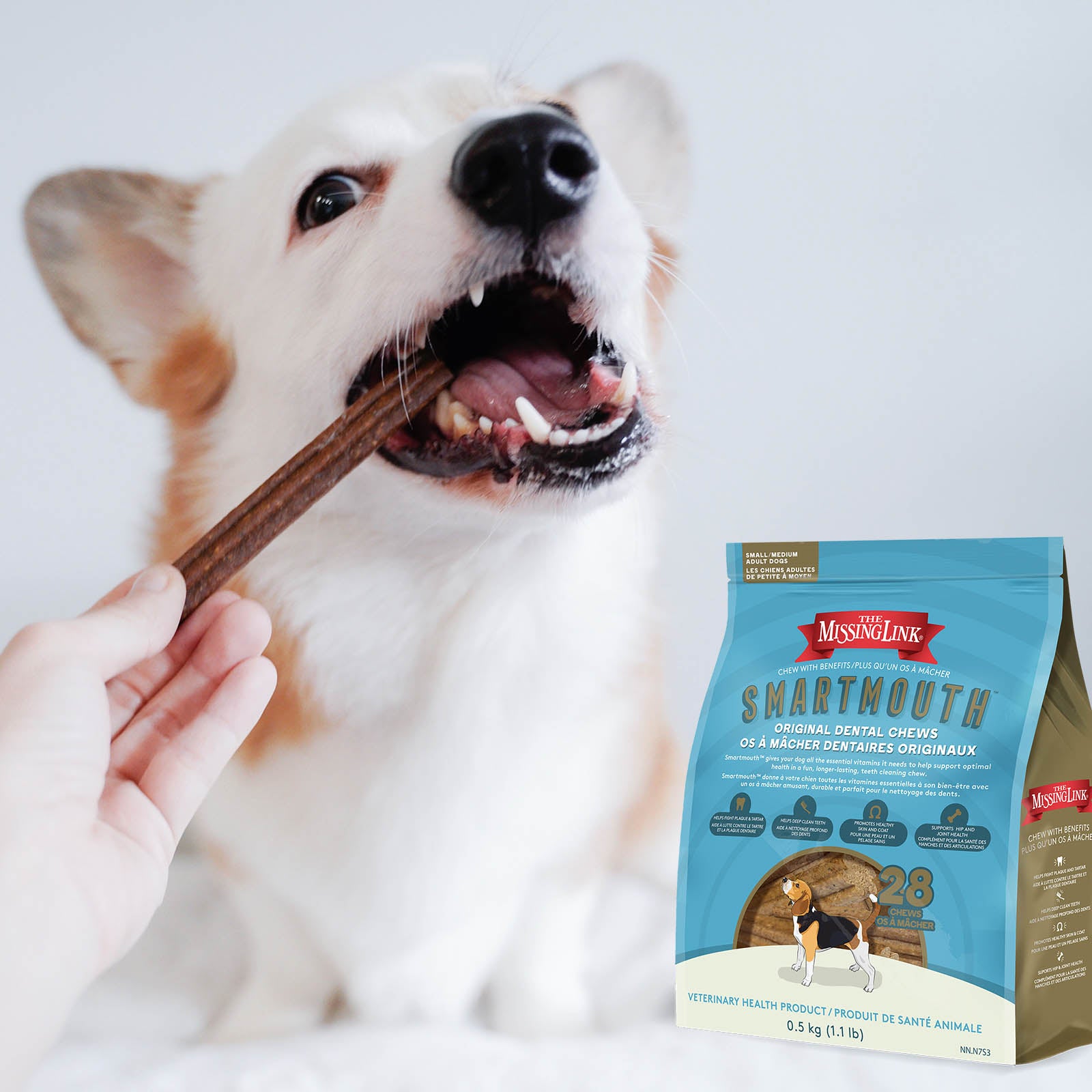 Man feeding his dog a small / medium Smartmouth dental chew.