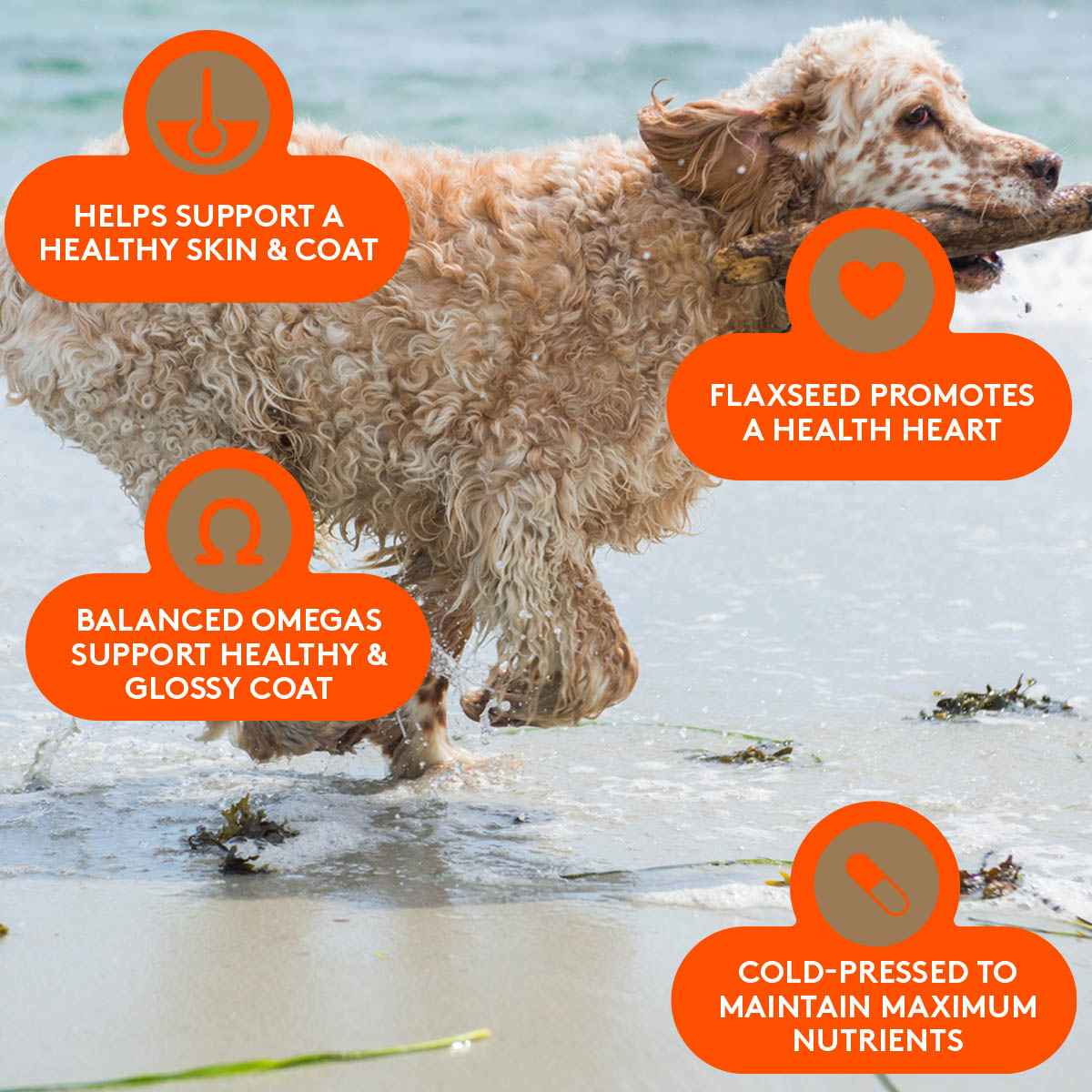 Standard poodle running through the ocean waves.  Pet Kelp Skin & Coat supports healthy and glossy coat.