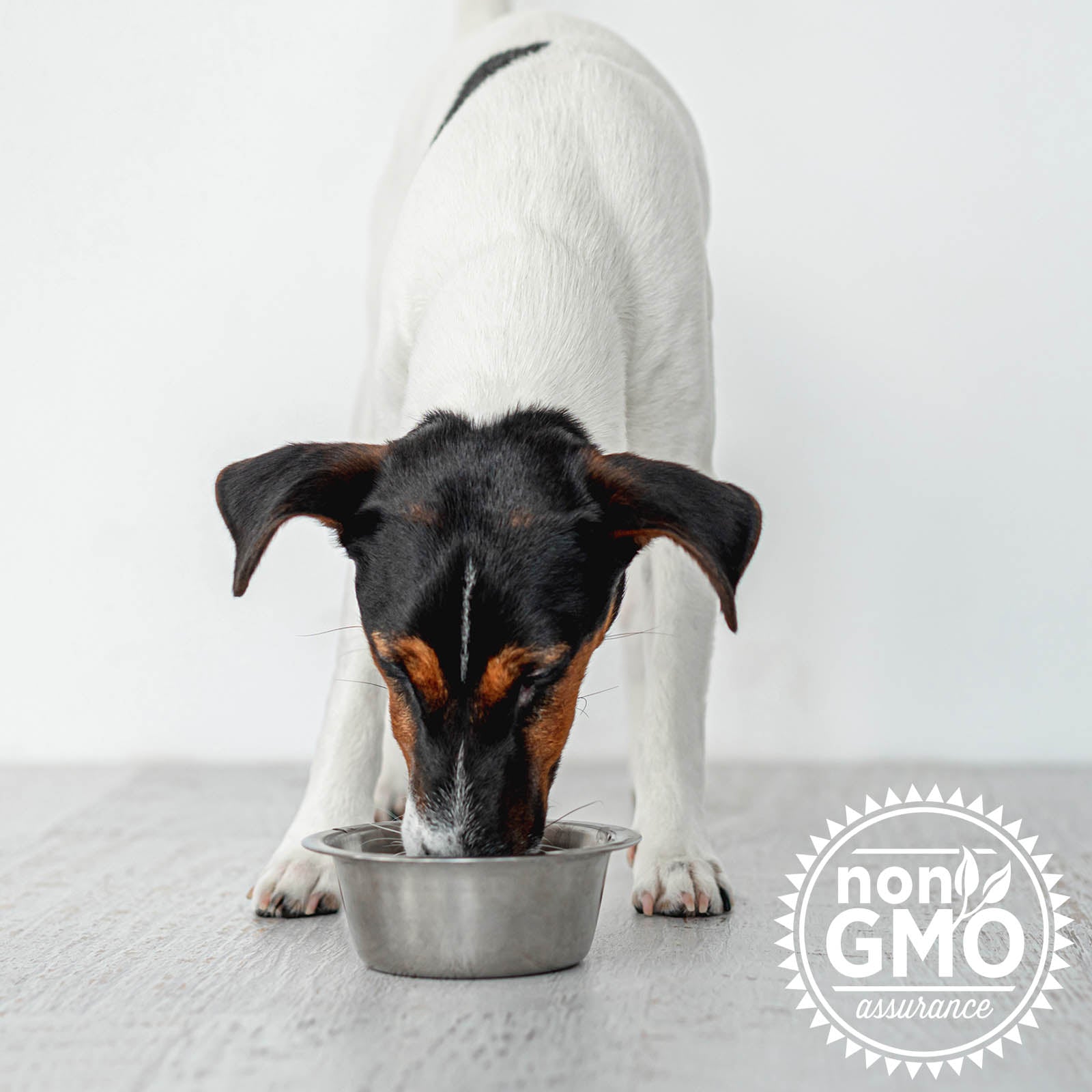 Jack Russell terrier eating her meal with Pet Kelp Skin & Coat as a topper.