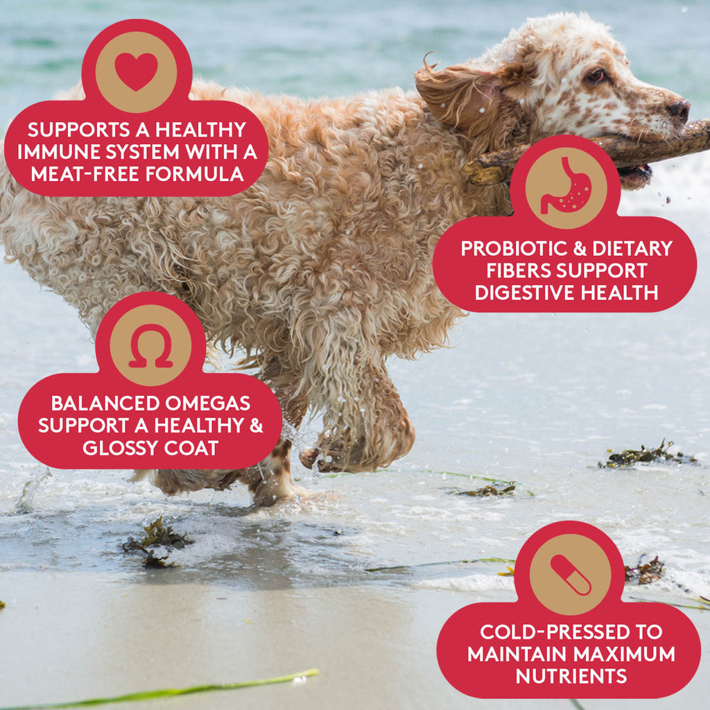 Standard poodle mix running through the ocean waves.  Pet Kelp Probiotic fibers support digestive health.