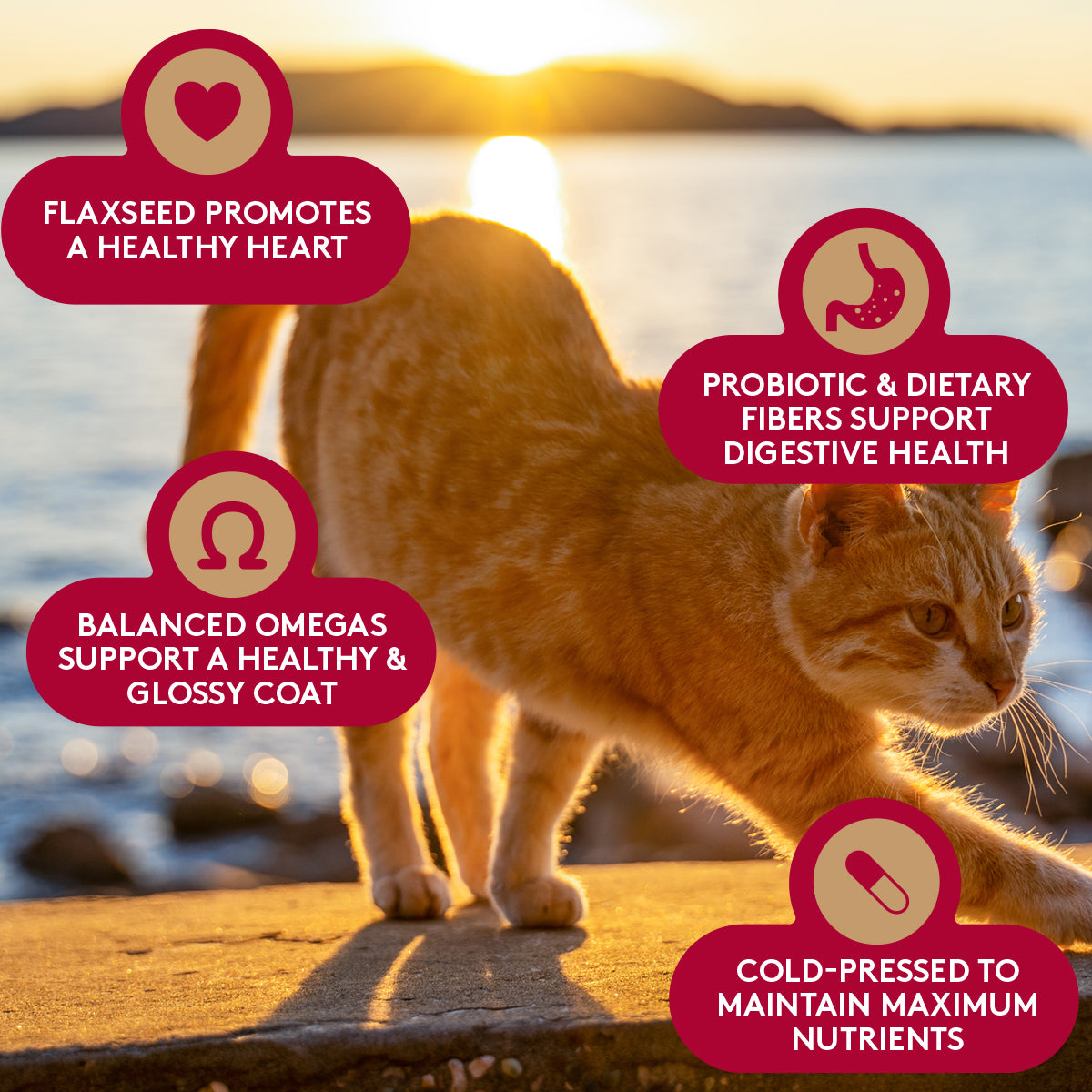 The Missing Link Feline formula.  Flaxseed promotes a healthy heart.