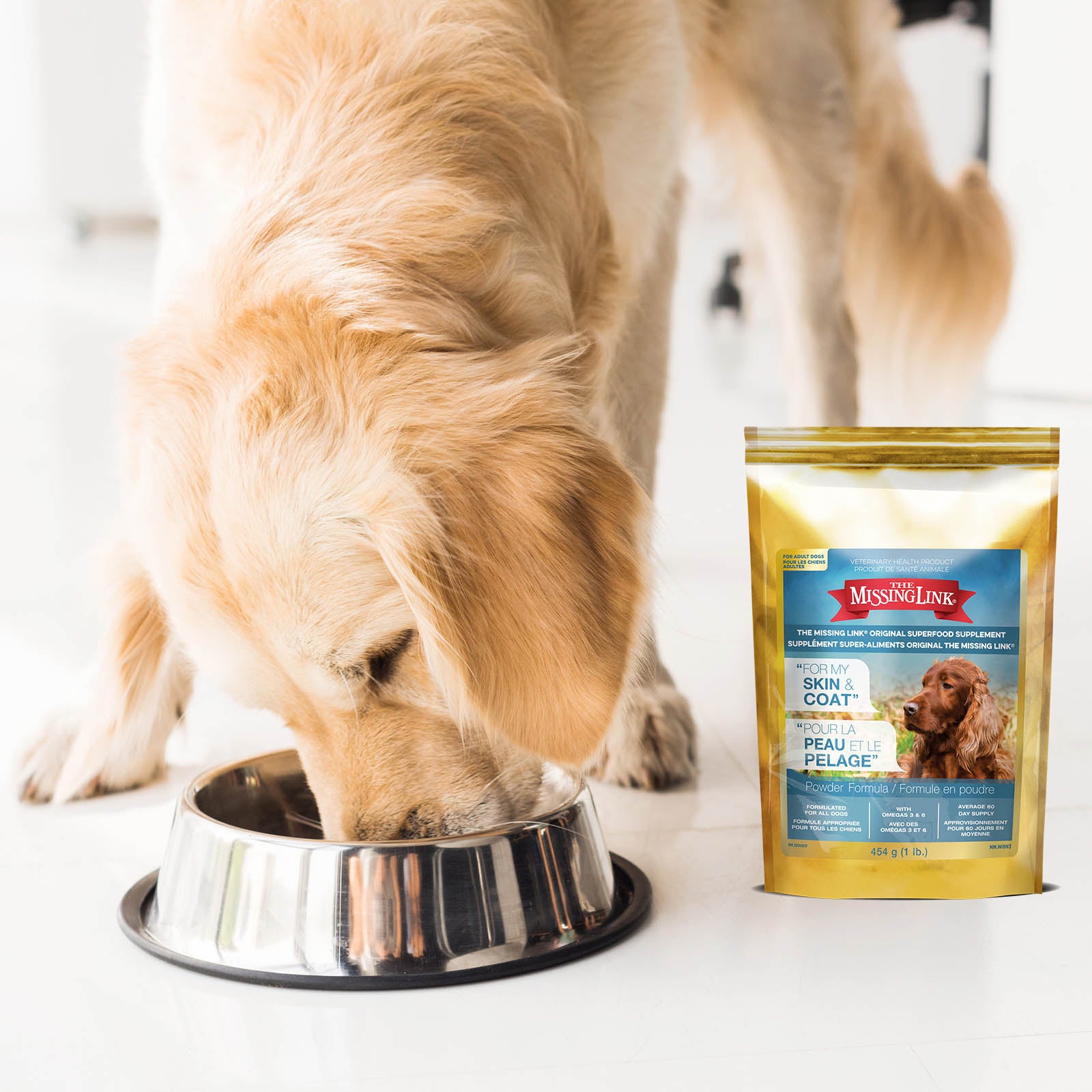 Golden Retriever eating her food with The Missing Link superfood supplement powder as a topping.