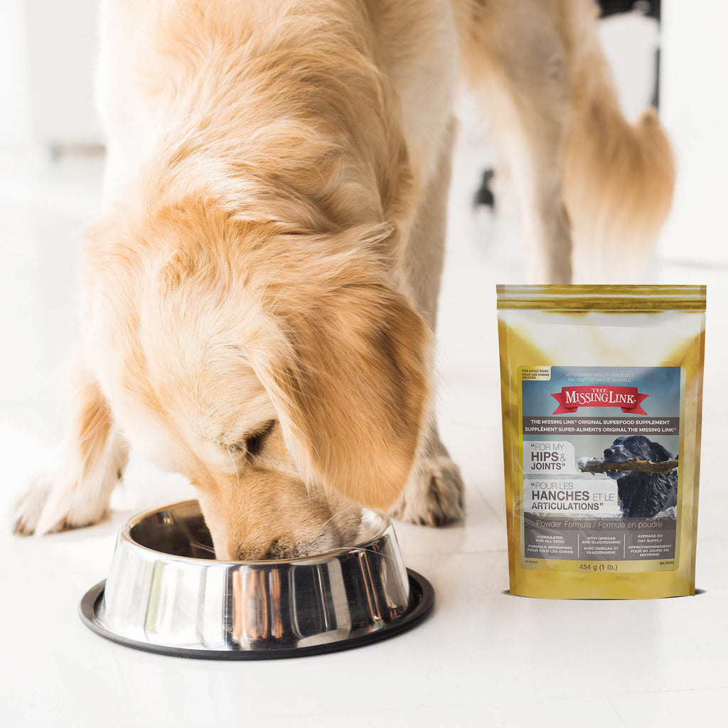 The Missing Link Hips & Joints superfood supplement. Golden retriever happily heating his food covered in Hips & Joints powder.