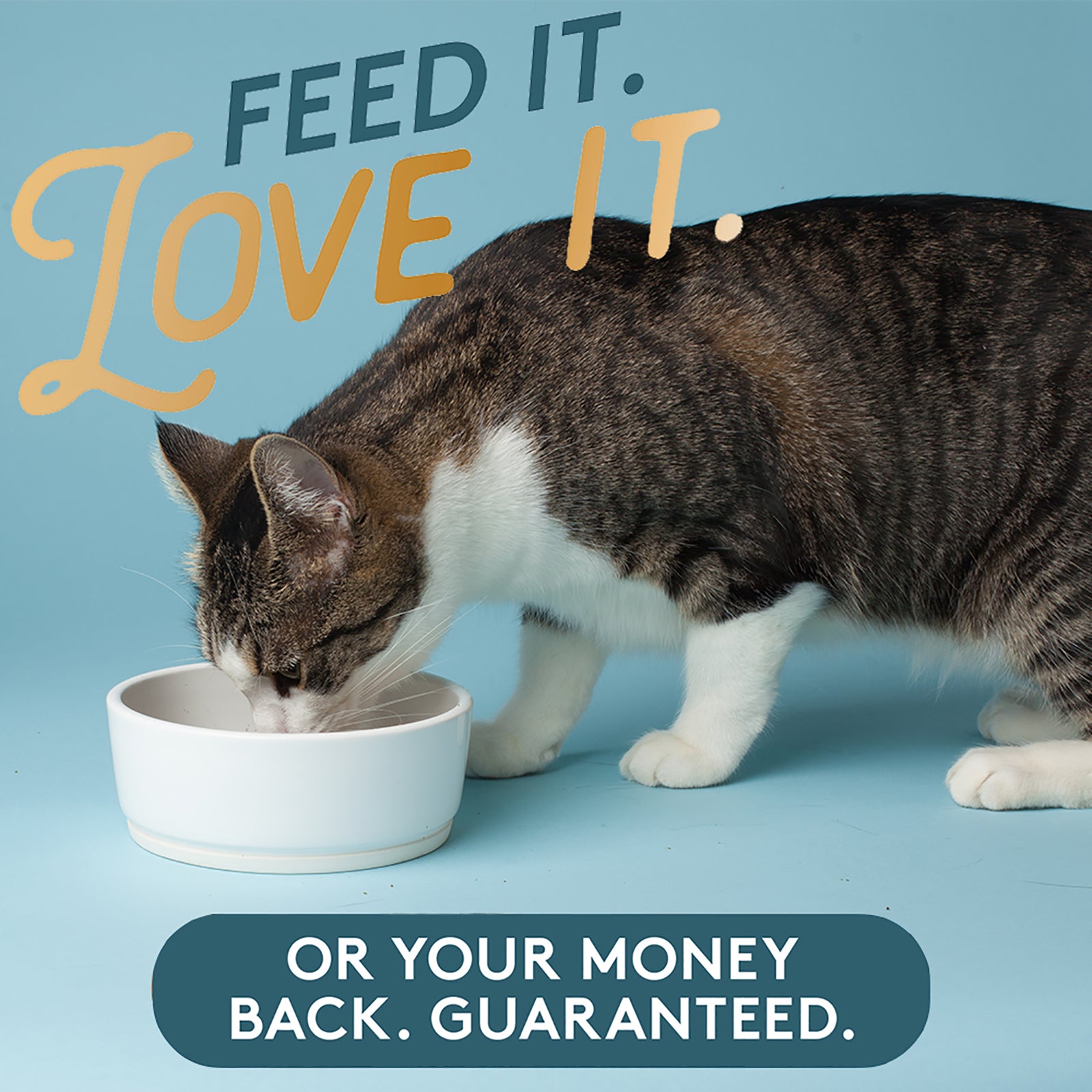 Missing Link Feline, feed it, love it or your money back guaranteed.