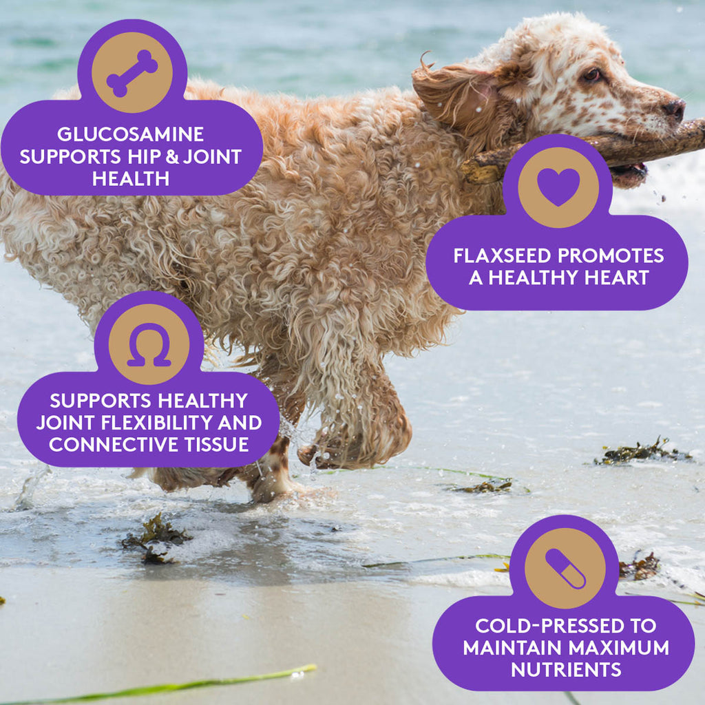 Standard Poodle mix running through the ocean waves.  Pet Kelp supports hip & joint health.